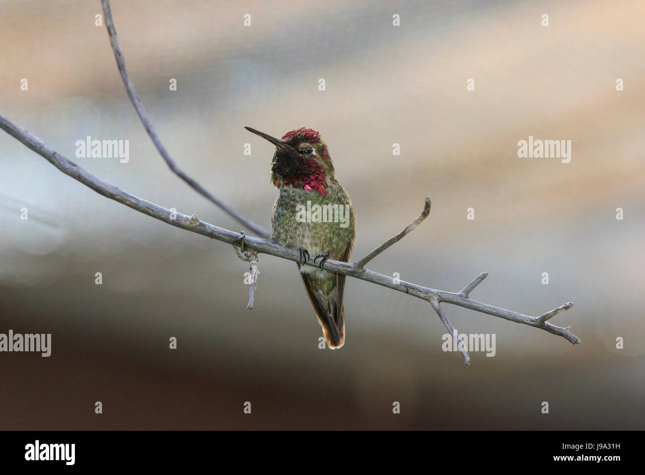 Anna's hummingbird (Calypte anna) perched on tree branch. Stock Photo