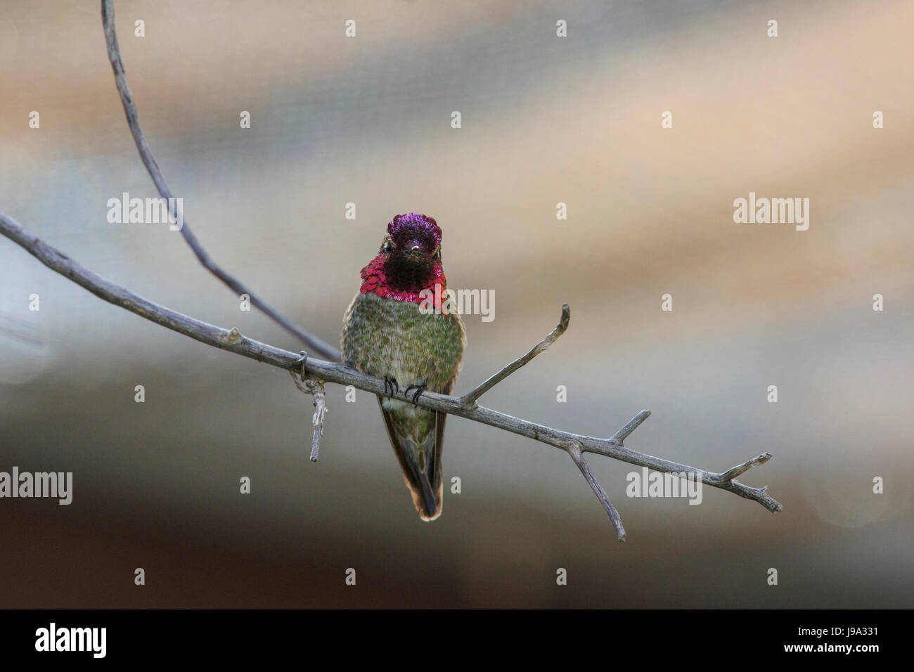 Anna's hummingbird (Calypte anna) perched on tree branch. Stock Photo