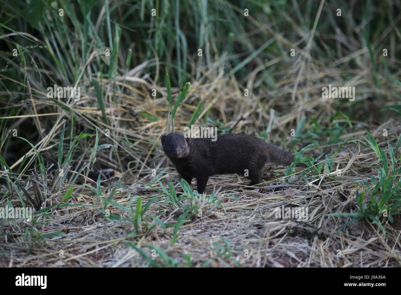 south africa, predator, south africa, predator, sdliche zwergmanguste ...