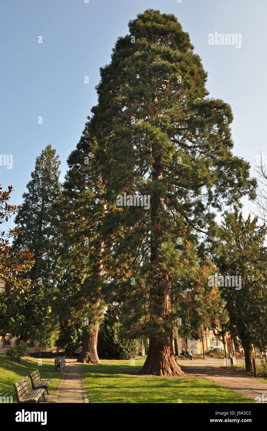 Giant sequoia tree branches hi-res stock photography and images - Alamy