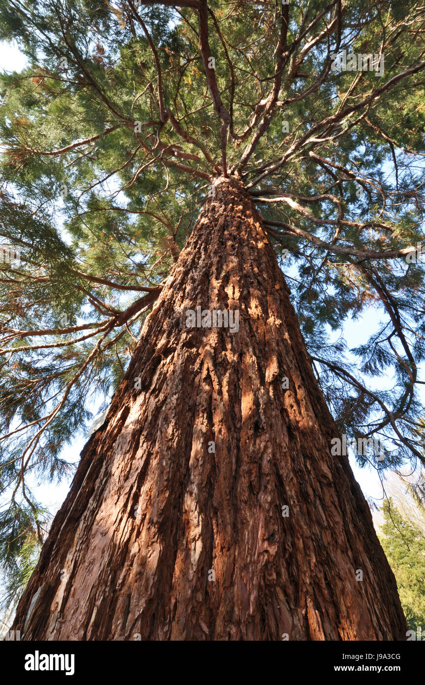 Giant sequoia tree branches hi-res stock photography and images - Alamy