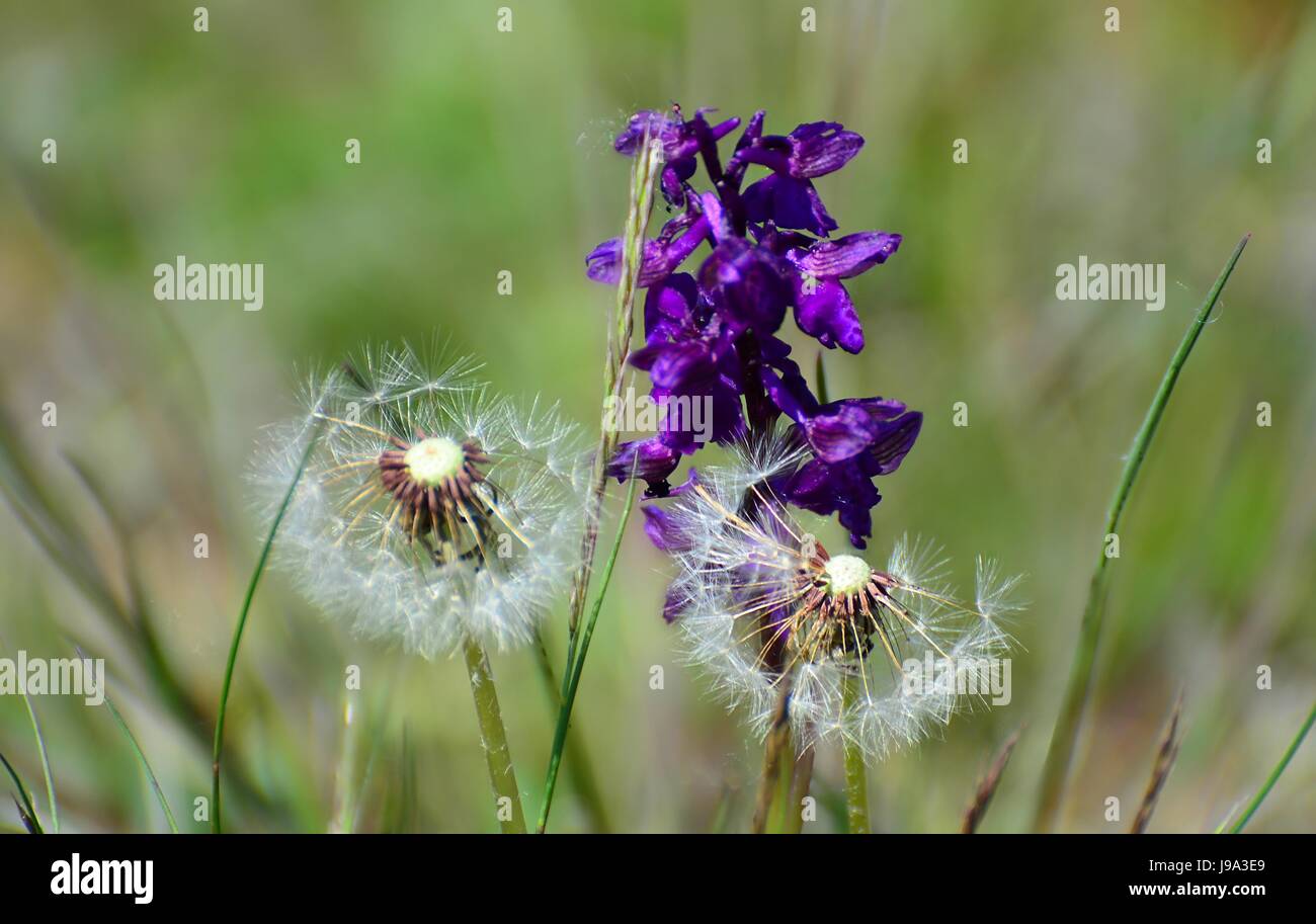 dandelions and greenwinged orchid Stock Photo Alamy