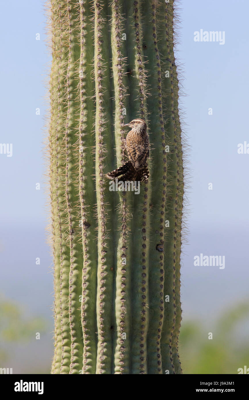 Cactus wren (Campylorhynchus brunneicapillus) on saguaro cactus. (Carnegiea gigantean) Stock Photo