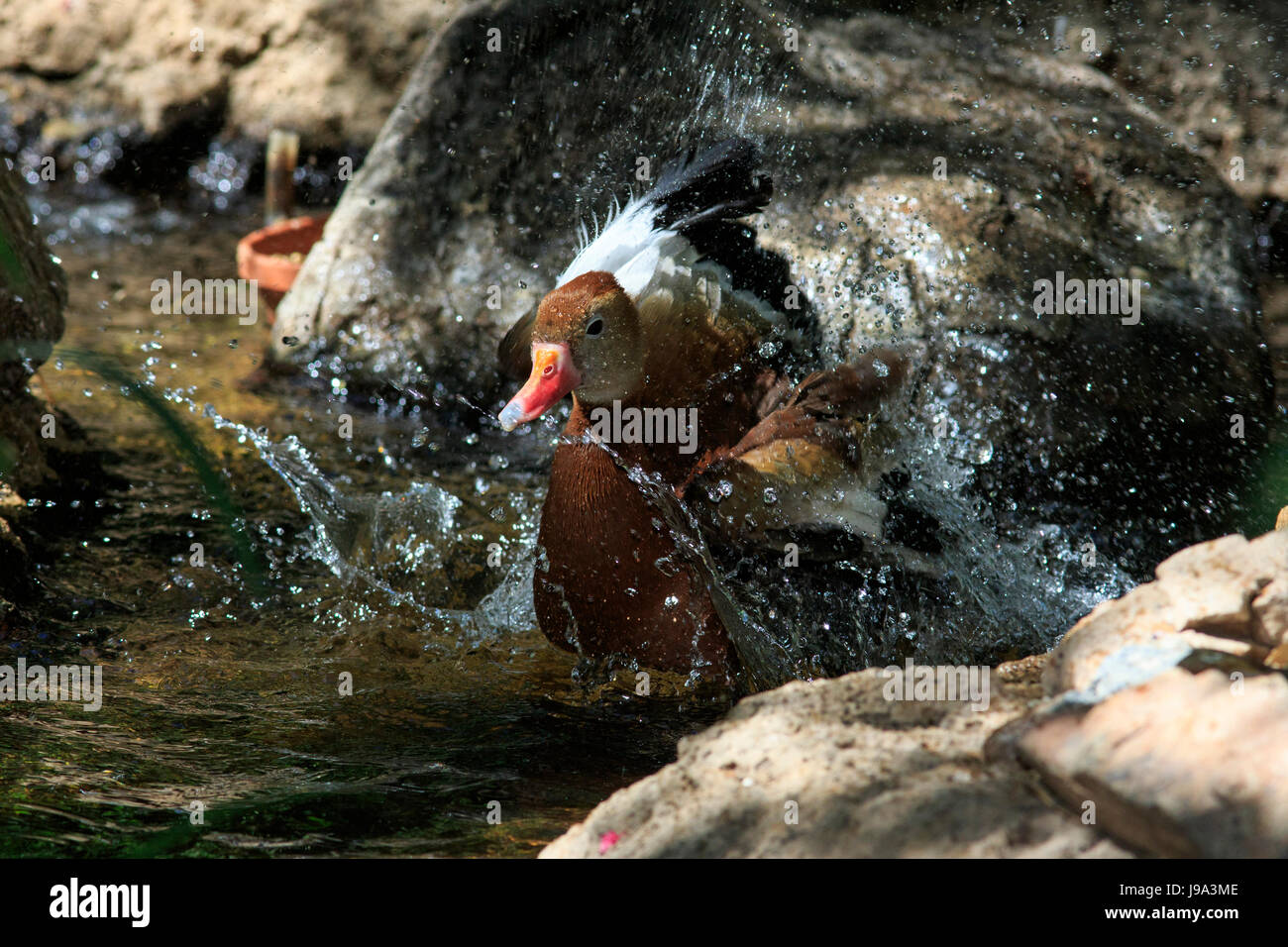 Black-bellied Whistling Duck (Dendrocygna autumnalis) bathing. Stock Photo