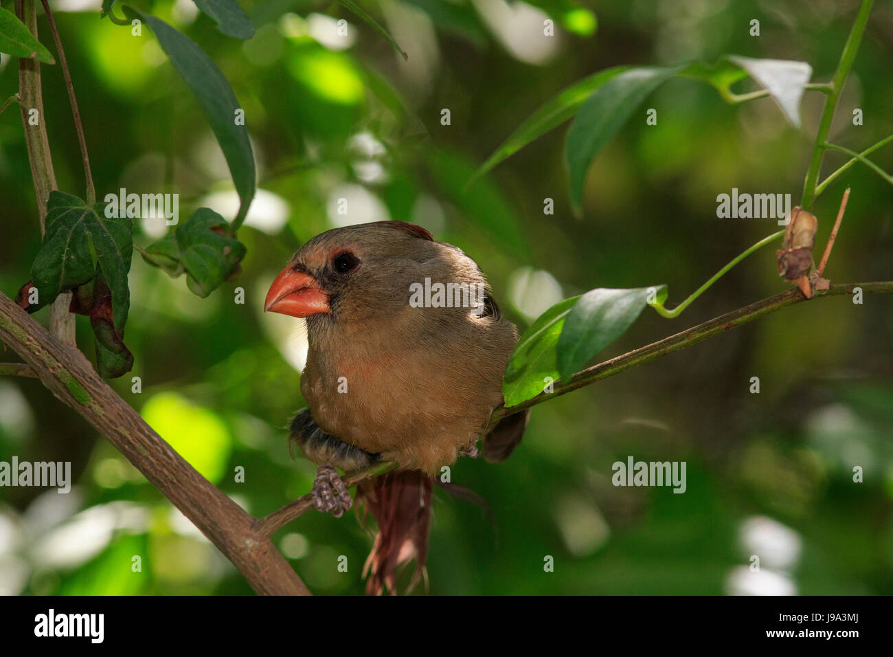 Pyrrhuloxia or desert cardinal (Cardinalis sinuatus) perched on tree branch, Stock Photo