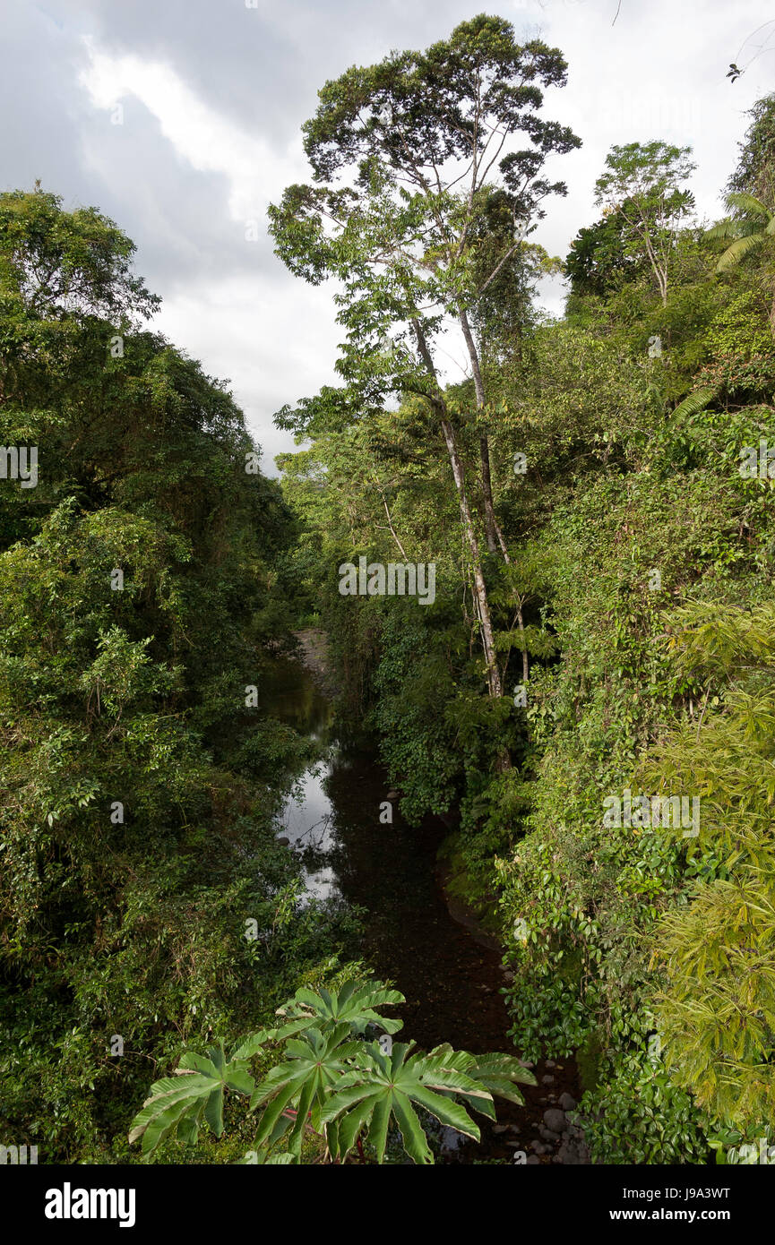 rainforest, rain forest, river, water, rainforest, rain forest, river