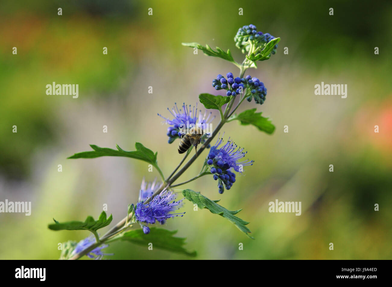 Bluebeard hi-res stock photography and images - Alamy