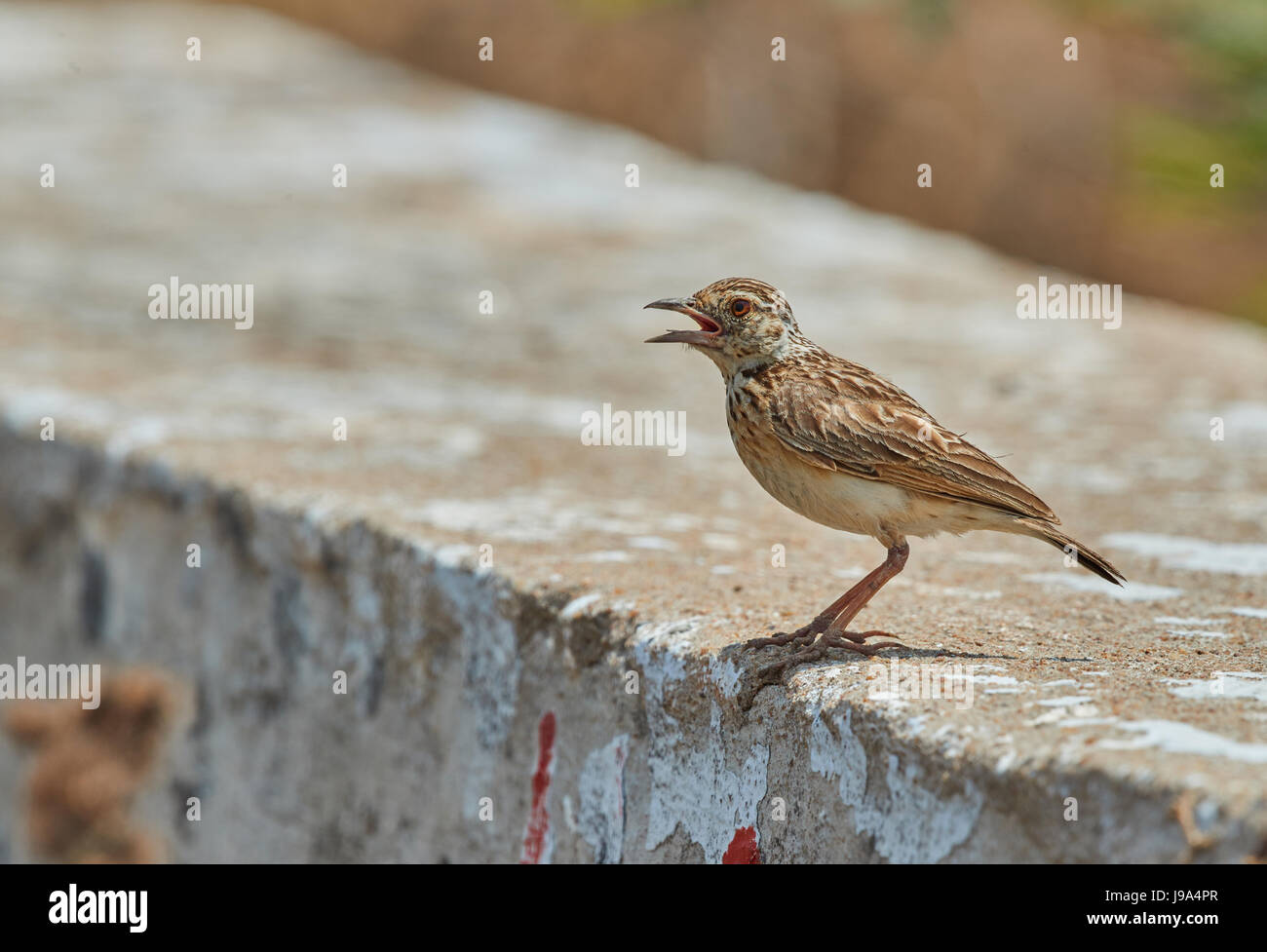 Lark, Common bird species of the family of larks, photographed in their natural environment. Stock Photo
