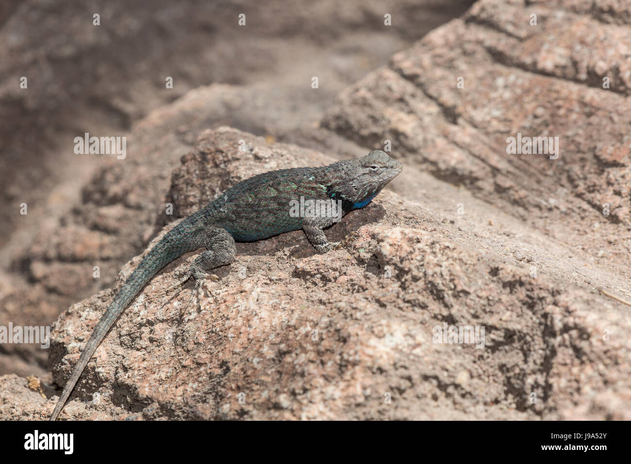 Clark's Spiny Lizard (Sceloporus clarkii) on a rock. Stock Photo
