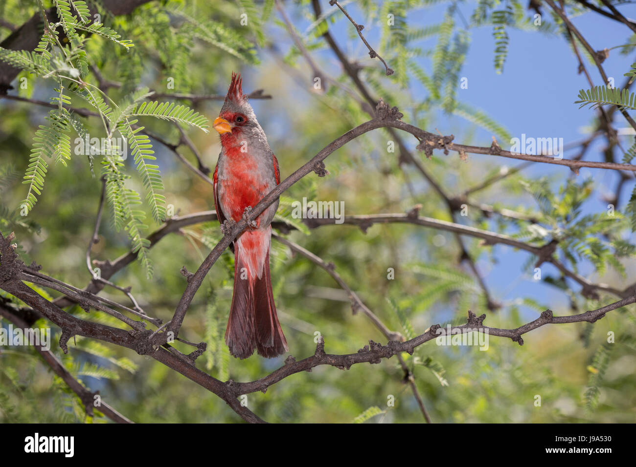 Pyrrhuloxia or desert cardinal (Cardinalis sinuatus) perched on tree branch, Stock Photo