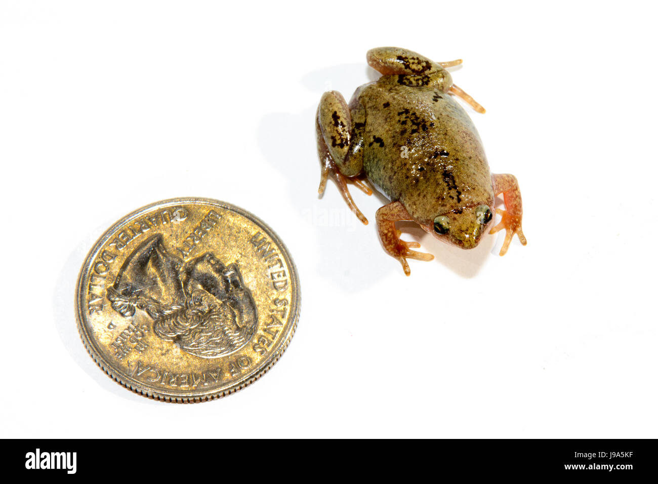 Adult Male Gastrophryne olivacea; Great Plains Narrow-mouth Toad on white background Stock Photo