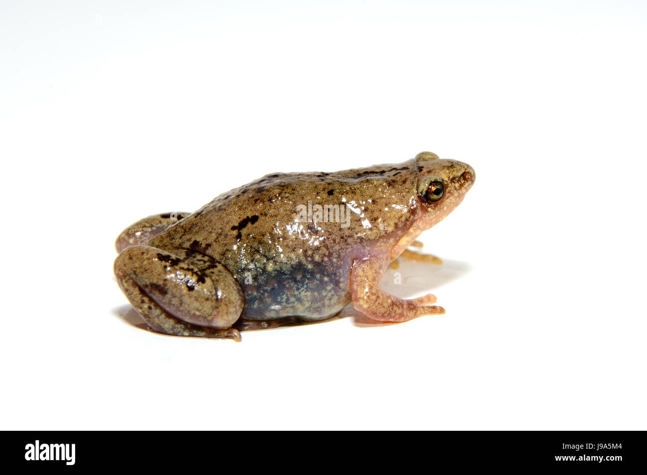 Great Plains Narrow-mouth Toad -- Gastrophryne olivacea, profile on white background Stock Photo