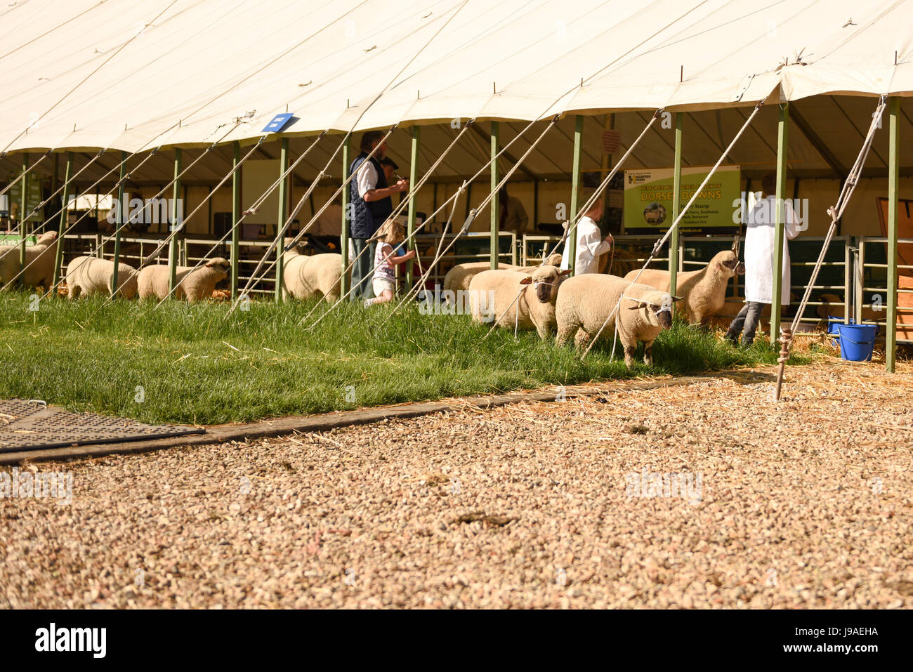Shepton Mallet, UK. 1st June, 2017. Bath and West Show 2017. James