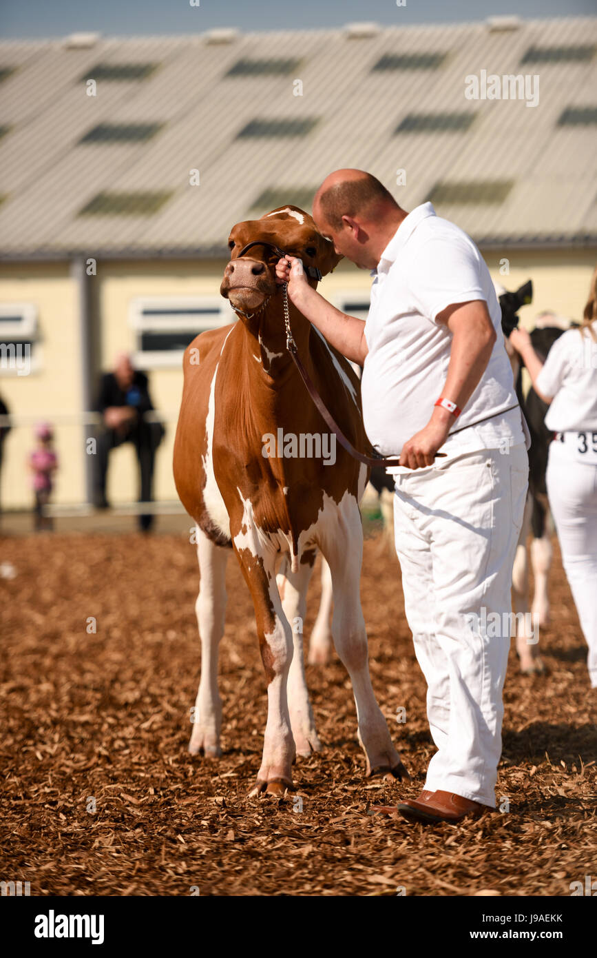 Shepton Mallet, UK. 1st June, 2017. Bath and West Show 2017. James Thomas/Alamy Live News Stock Photo