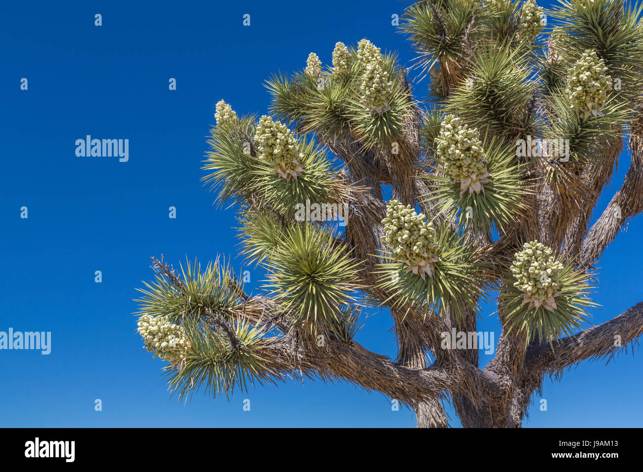 Joshua trees blooming in Joshua Tree National Park, California, USA