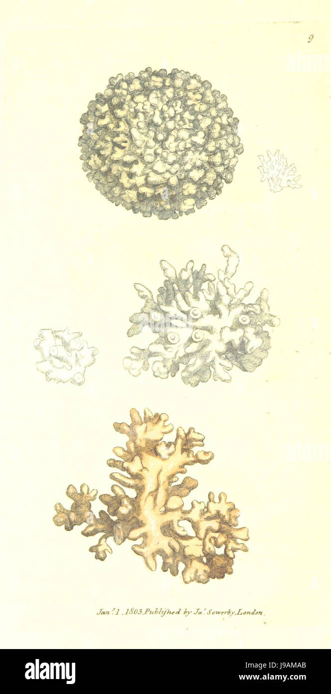 British Mineralogy Vol.1 (1804) p056 T9   CALX coralliformis Stock Photo