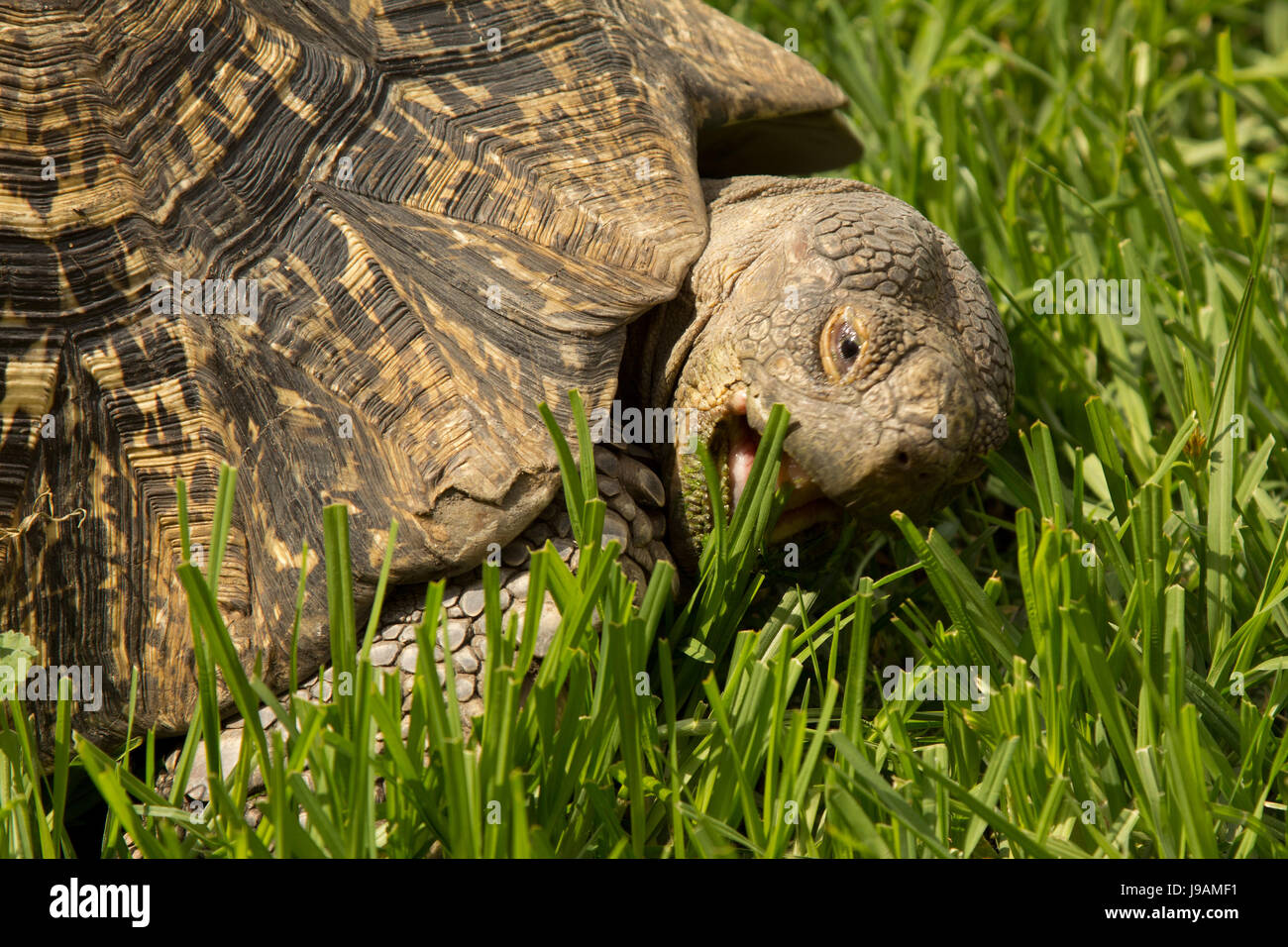 animal, reptile, lizard, wildlife, turtle, tortoise, reptile, turtle, tortoise, Stock Photo