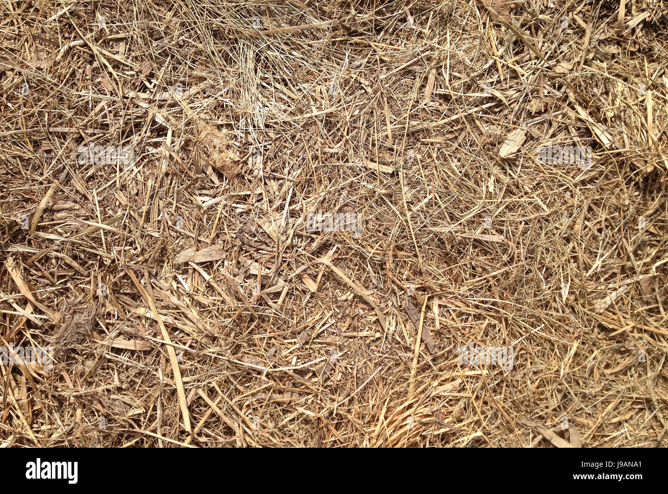 Old straw or hay lying on ground. Dried grass texture. Vintage Stock Photo