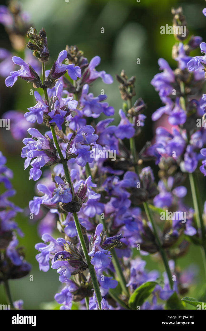 Common sage in flower, Salvia officinalis, which is used in many herbal remedies, and has purple blue flowers in early summer Stock Photo