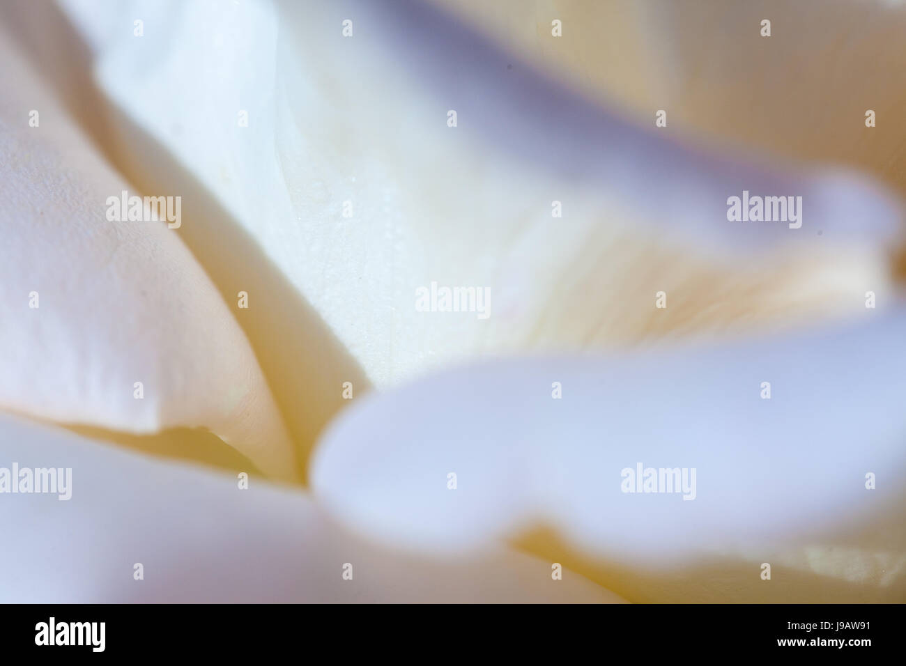 Close up of white flower petal, teal, soft dreamy image Stock Photo