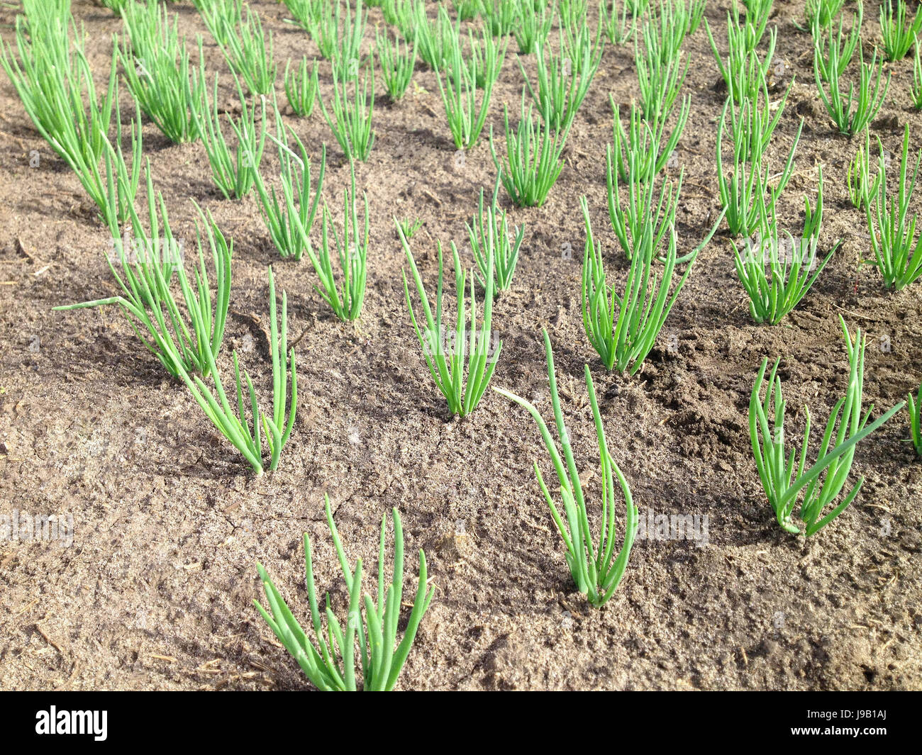 Vegetables or onions. Farming, agriculture concept Stock Photo Alamy