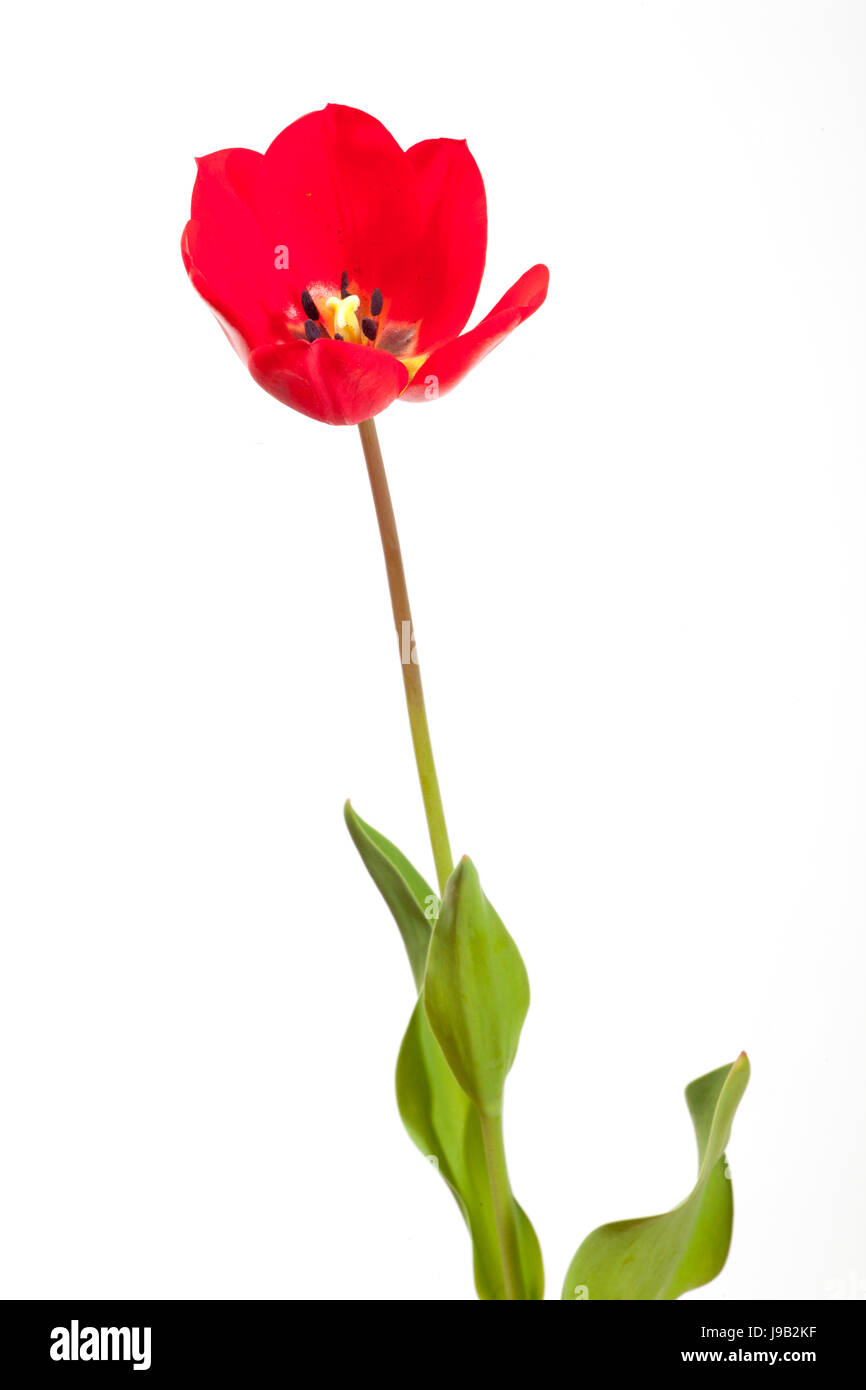 garden, plant, flower, flowers, blossoms, tulips, cure, gardens, bleed, Stock Photo