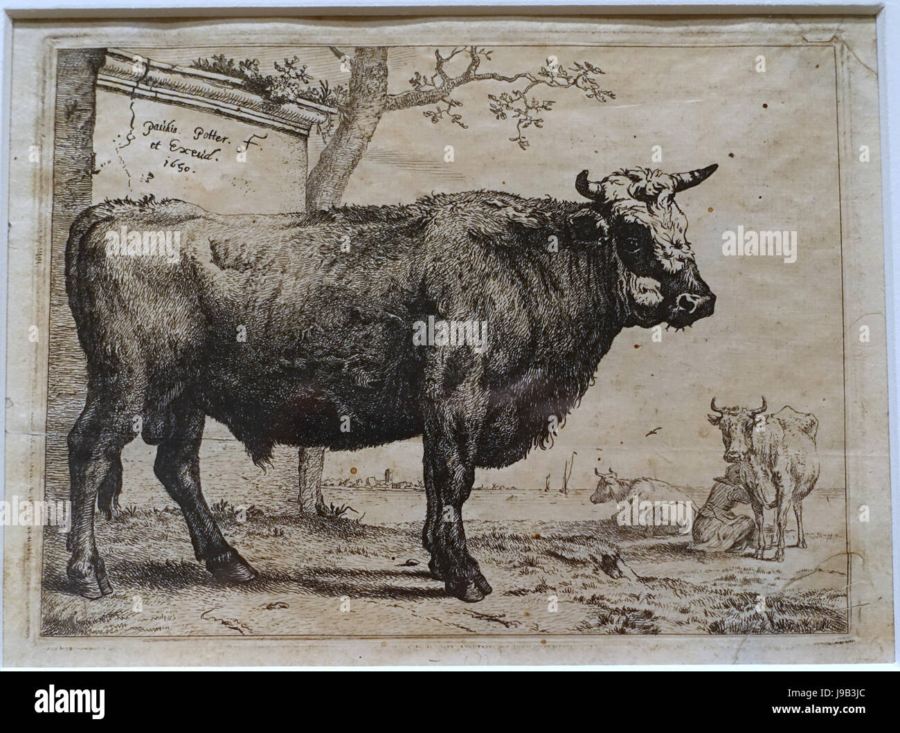 The Bull, from the Series of Various Oxen and Cows, by Paulus Potter, Netherlands, 1650, etching on paper, early proof preceding first state   Blanton Museum of Art   Austin, Texas   DSC08439 Stock Photo