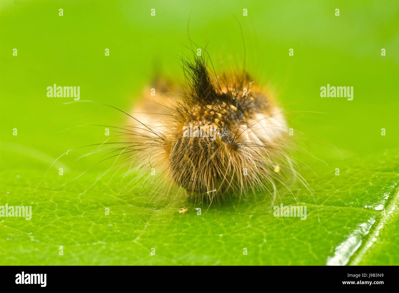 colour, closeup, garden, animal, insect, hairy, caterpillar, color ...
