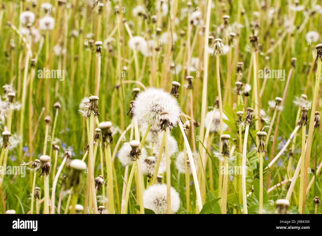 flower, plant, field, summer, summerly, dandelion, fluffy, meadow, grass, lawn, Stock Photo