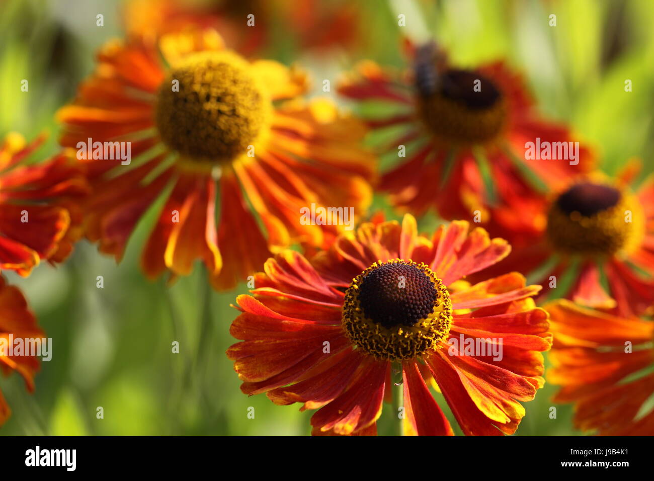 flower, plant, flowers, shine, shines, bright, lucent, light, serene, luminous, Stock Photo