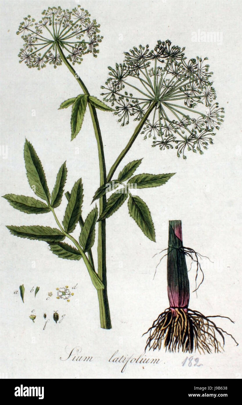 Sium latifolium, grote watereppe, Flora Batava Stock Photo