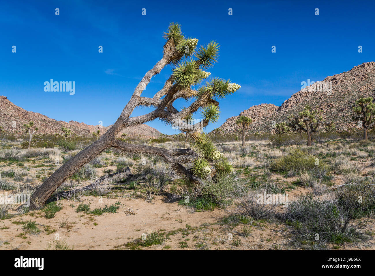 Joshua trees blooming in Joshua Tree National Park, California, USA