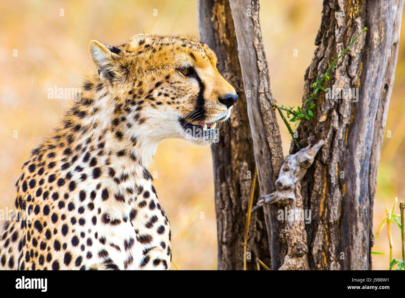 Cheetah sitting under tree and looking after enemies in Serengeti Stock Photo