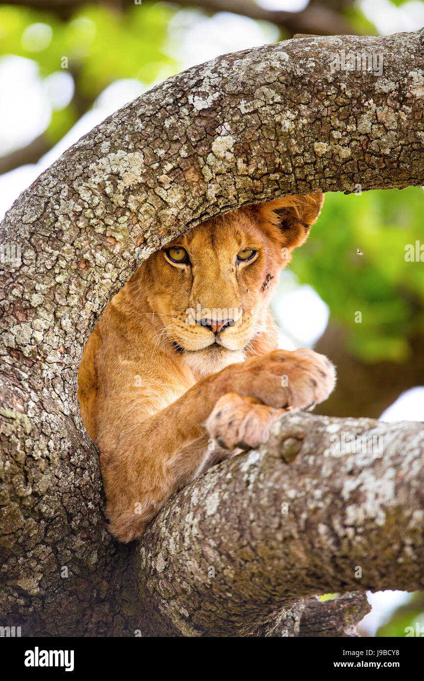 Close-up of lion with wild eyes resting in tree Stock Photo