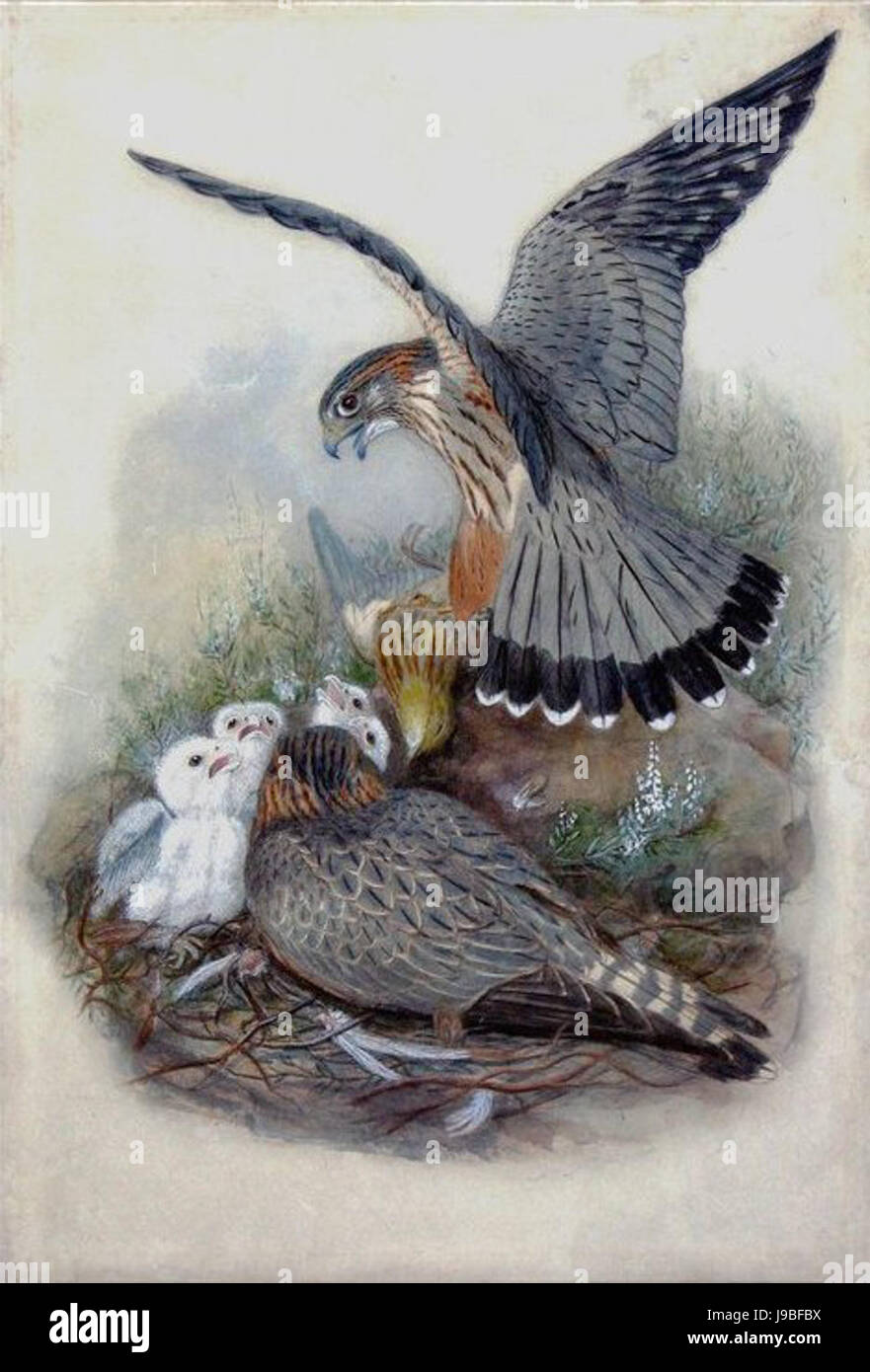 Merlin; Falco aesalon; Falco columbarius Linnaeus by Joseph Wolf (1820 1899), Pencil and watercolor heightened with bodycolor, white heightening and gum arabic. c. 1862 73, Arader Galleries, New York City Stock Photo