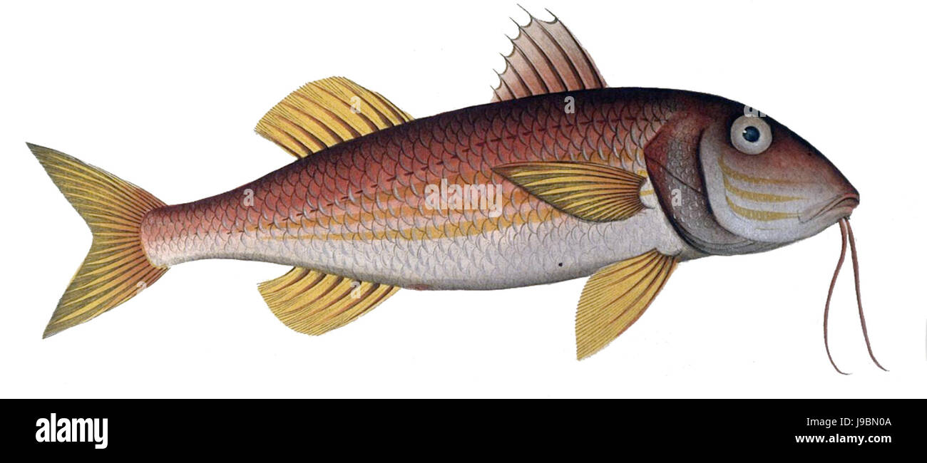 Mullus surmuletus1 Stock Photo