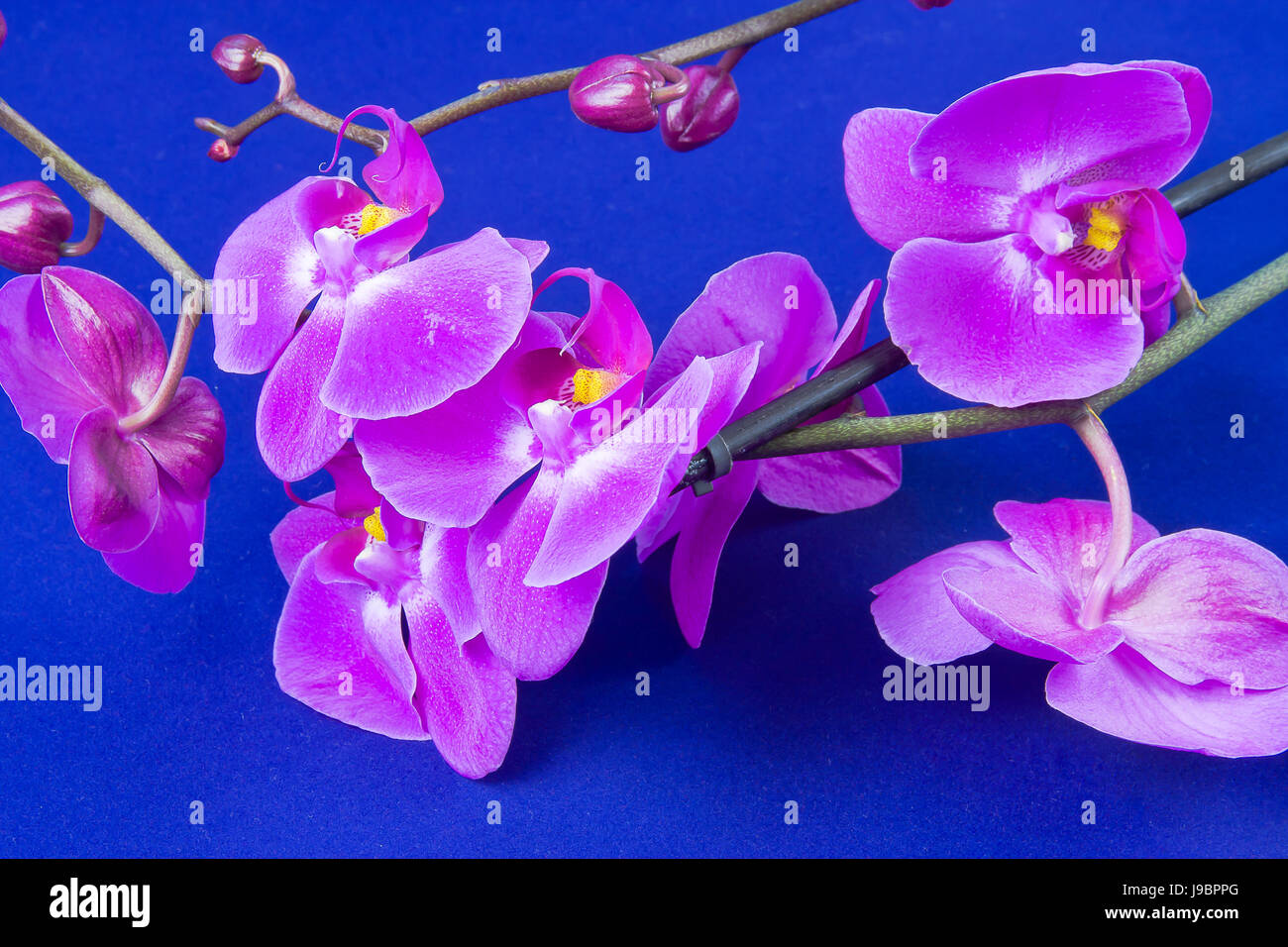 Orchid light blue background hi-res stock photography and images - Alamy