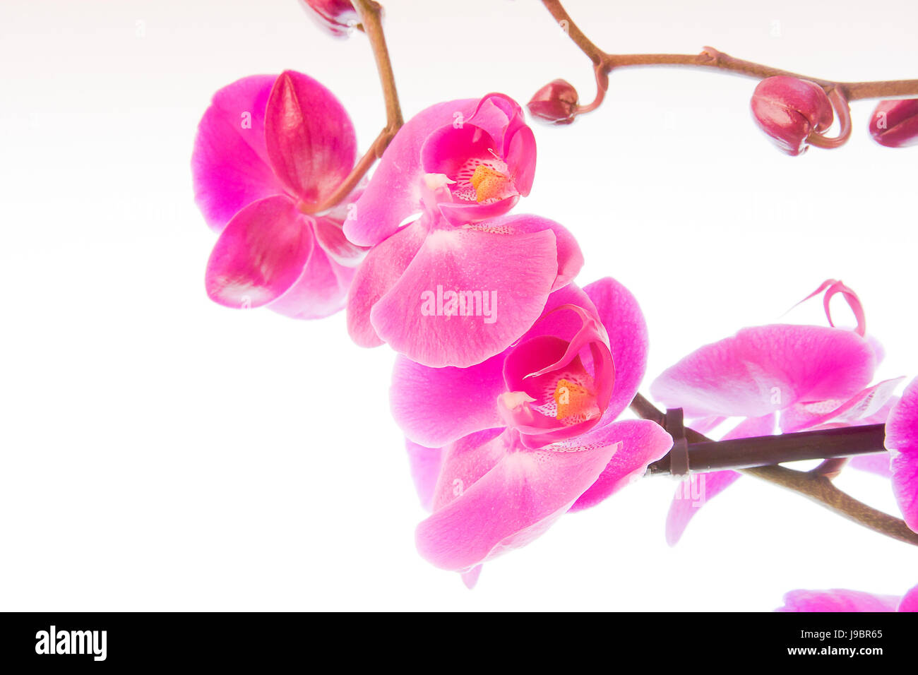 flowers of pink orchid on a white background Stock Photo - Alamy