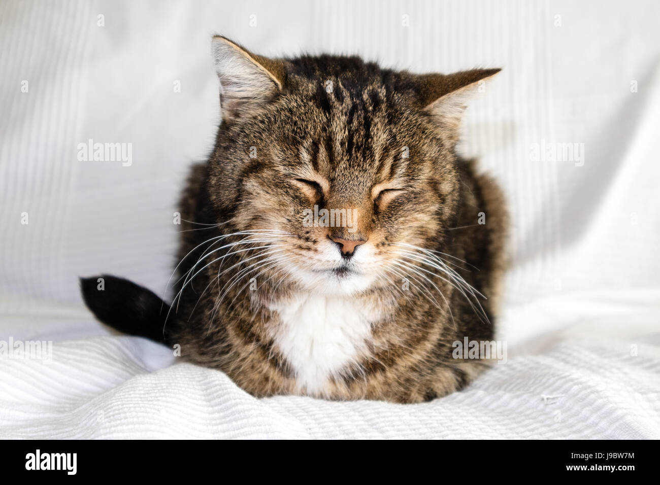sleepy cat on a sofa Stock Photo Alamy