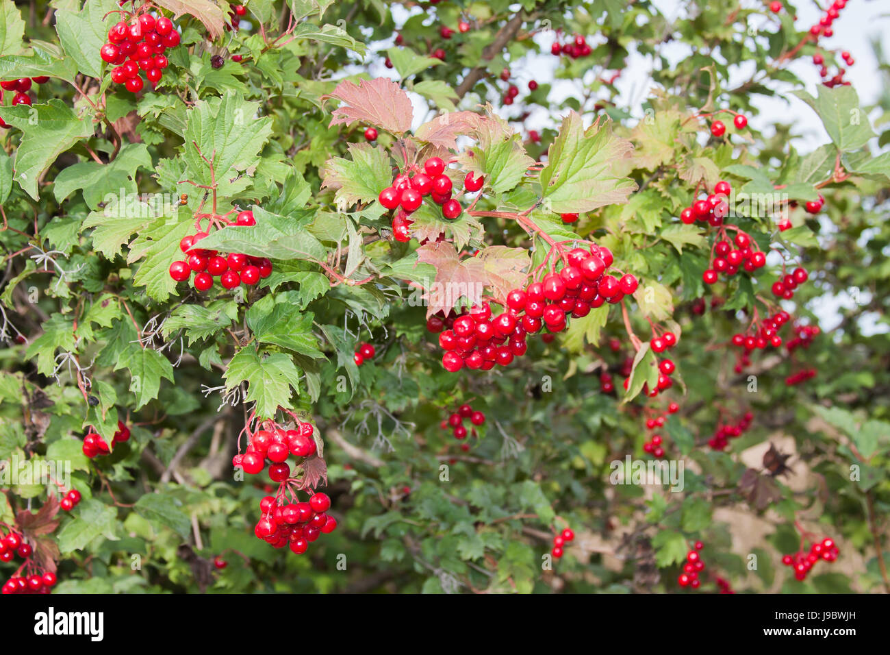Big tree with bright red berries of viburnum Stock Photo - Alamy