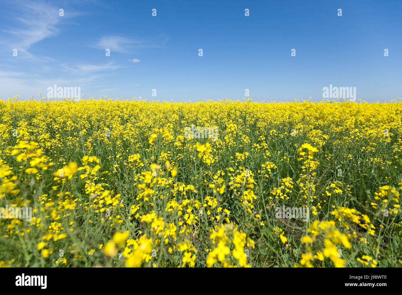 Rapeseed field. Rapes on the field in summer Stock Photo - Alamy