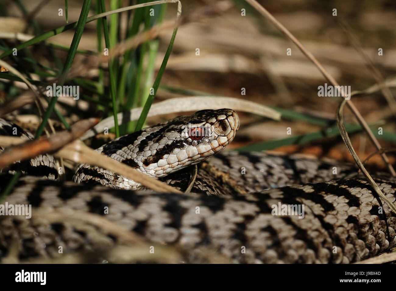 reptiles, snakes, adder, poisonous snakes, vipers, germany, german federal Stock Photo Alamy