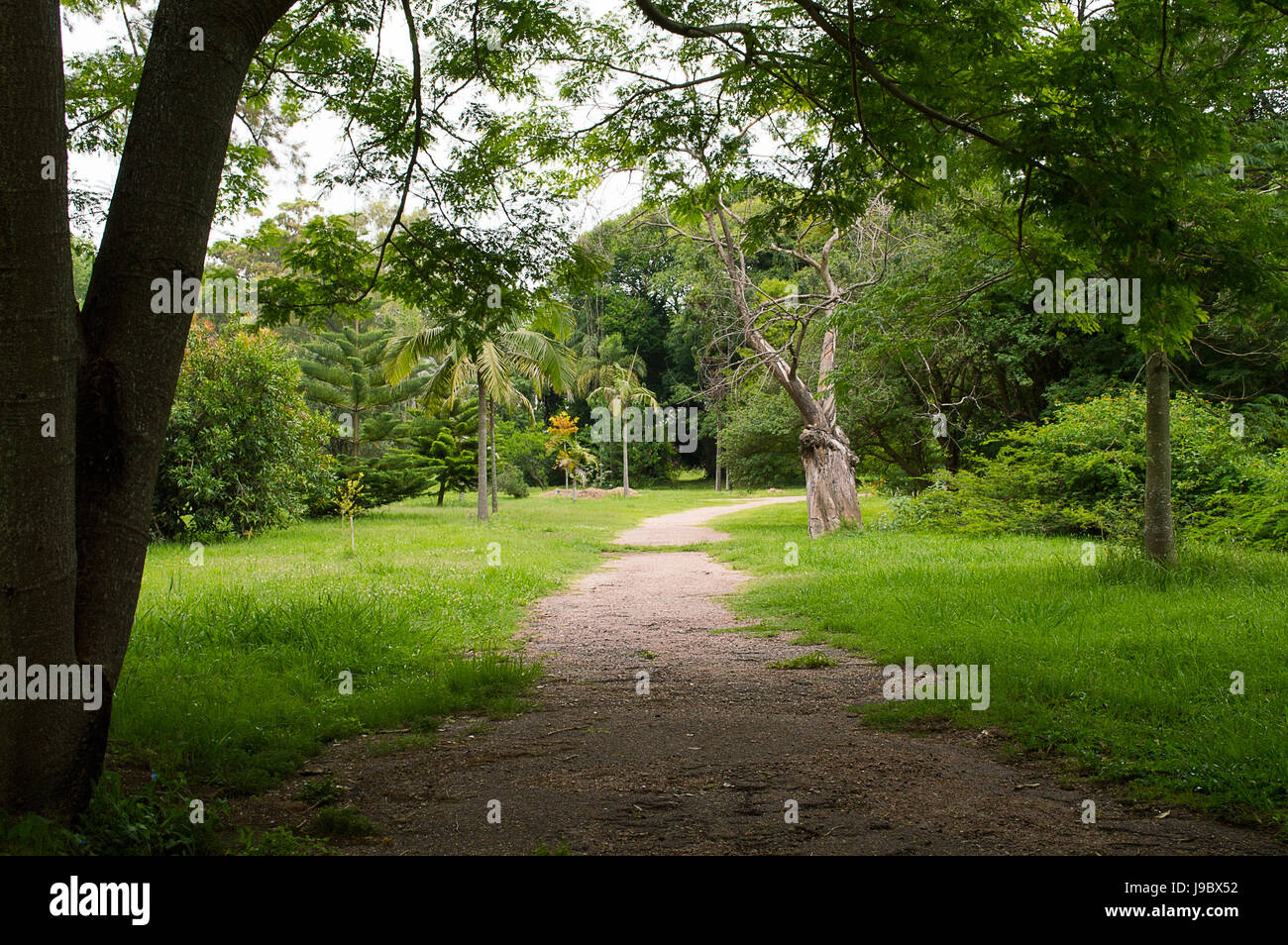 path between native trees in botanic garden in Montevideo, Uruguay Stock Photo