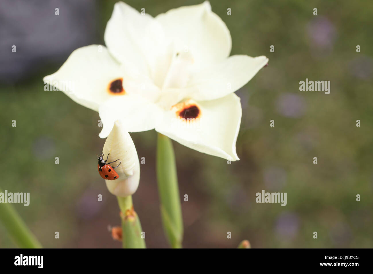 Red and black spotted Ladybug crawling on a yellow Dietes flower in a garden Stock Photo