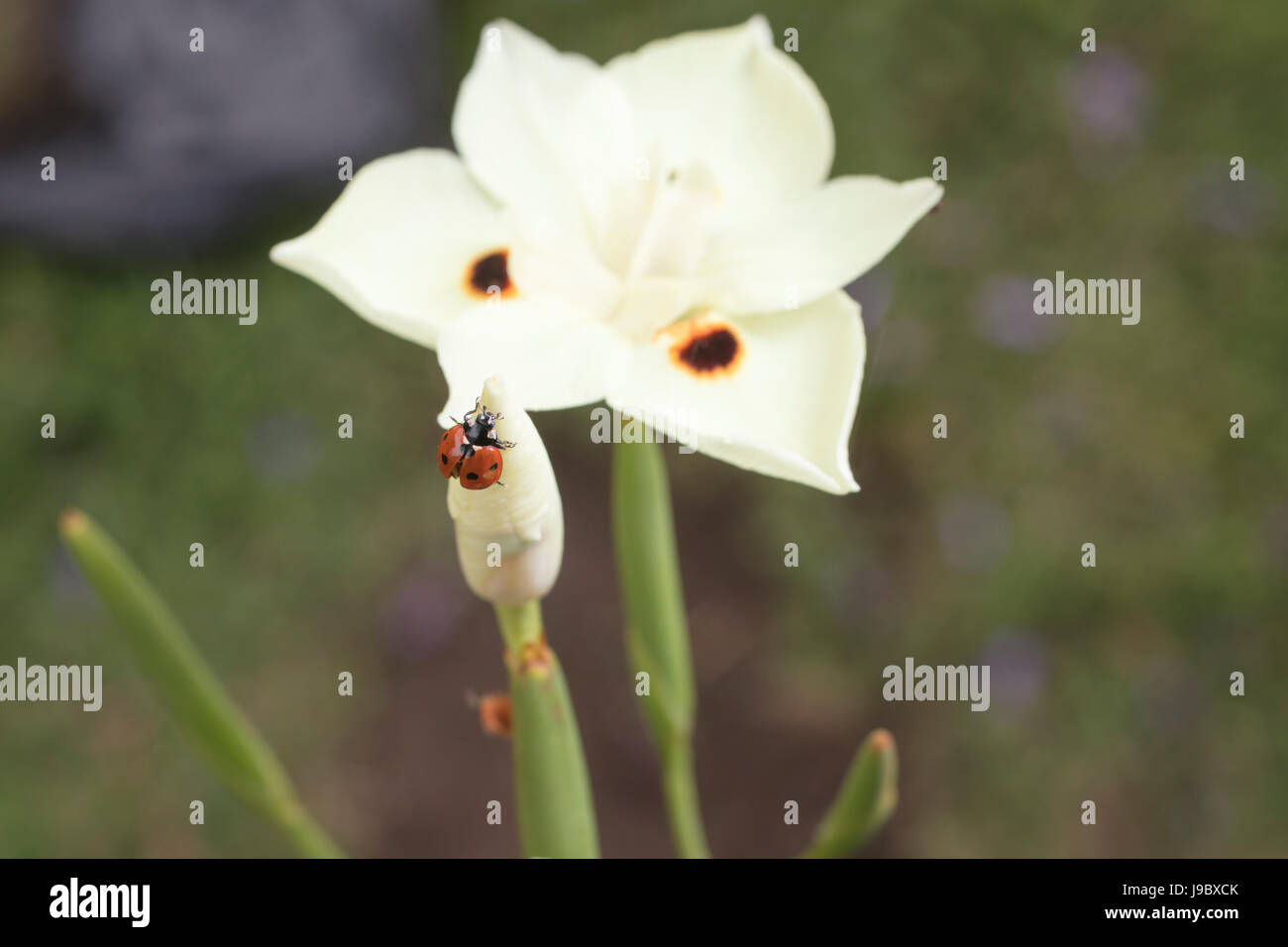 Red and black spotted Ladybug crawling on a yellow Dietes flower in a garden Stock Photo