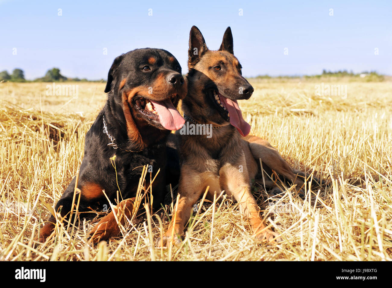 Belgian malinois cheap x rottweiler