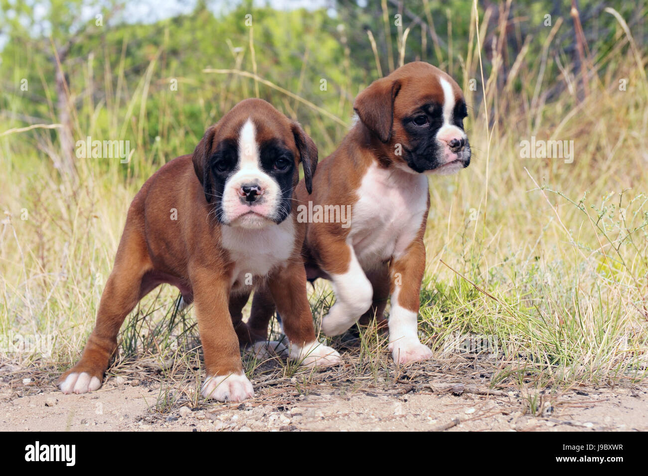 pet, dog, dogs, puppy, boxer, puppies, two, whelps, pupies, brown, brownish, Stock Photo