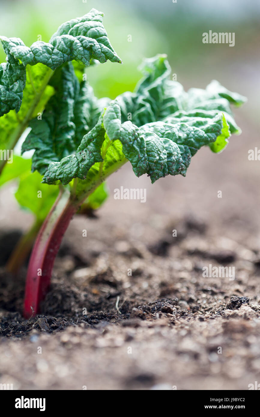 Growing rhubarb in home garden Stock Photo