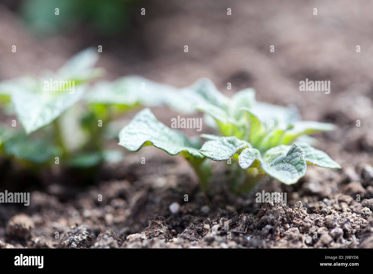 Growing potatoes in home garden Stock Photo Alamy