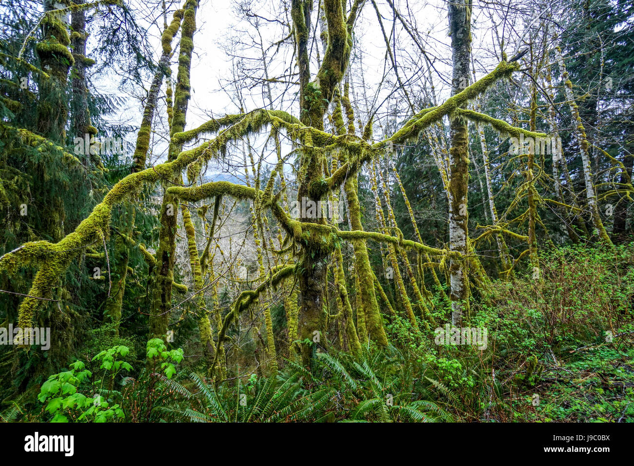 Beautiful fantasy like nature at Hoh Rain Forest - FORKS - WASHINGTON ...